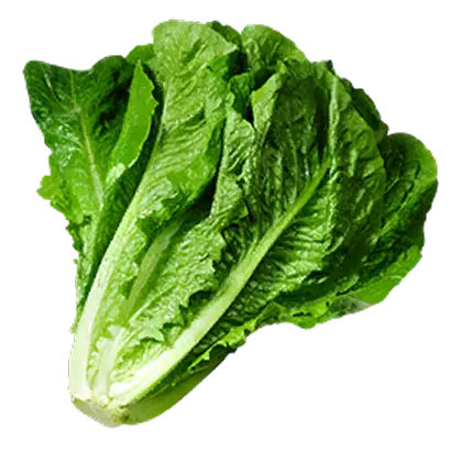 Cabbage image